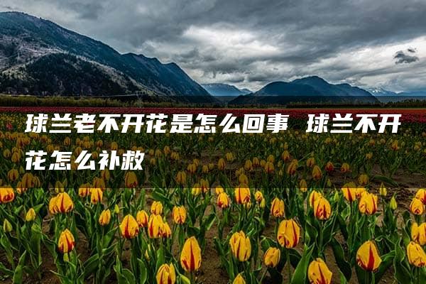 球兰老不开花是怎么回事 球兰不开花怎么补救