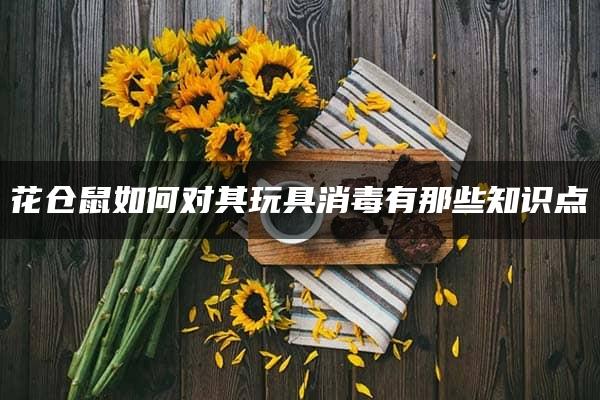 花仓鼠如何对其玩具消毒有那些知识点