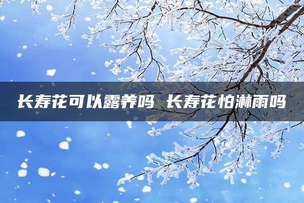 长寿花可以露养吗 长寿花怕淋雨吗