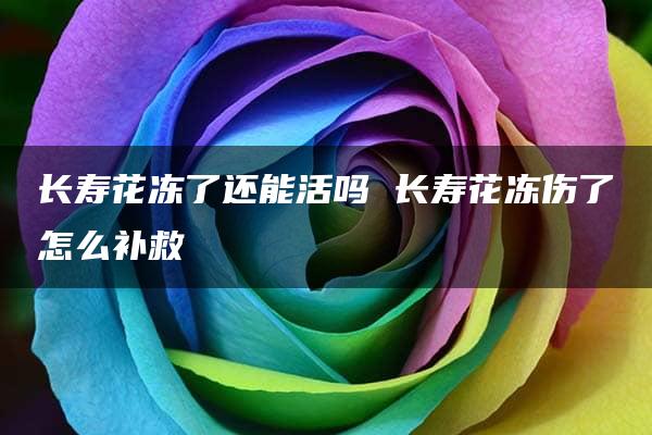 长寿花冻了还能活吗 长寿花冻伤了怎么补救