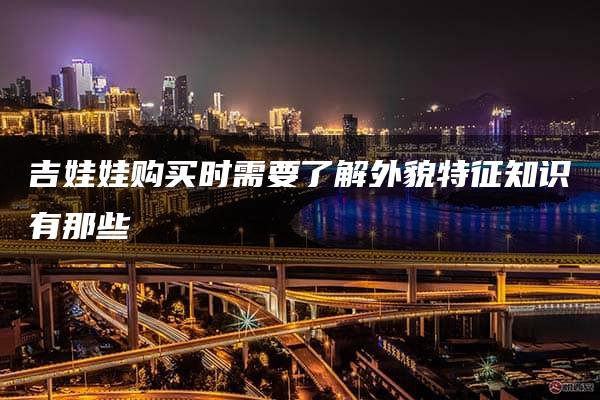 吉娃娃购买时需要了解外貌特征知识有那些