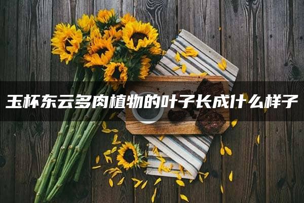 玉杯东云多肉植物的叶子长成什么样子