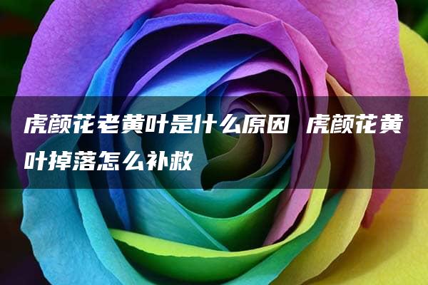 虎颜花老黄叶是什么原因 虎颜花黄叶掉落怎么补救