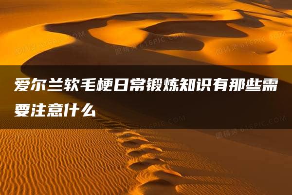 爱尔兰软毛梗日常锻炼知识有那些需要注意什么