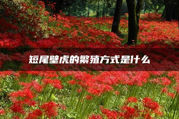 短尾壁虎的繁殖方式是什么