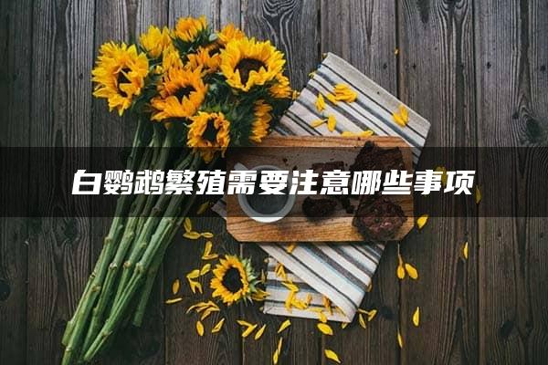 白鹦鹉繁殖需要注意哪些事项