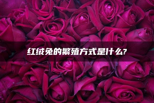 红绒兔的繁殖方式是什么?