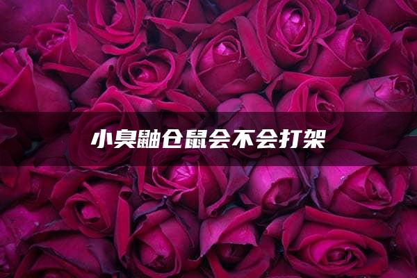 小臭鼬仓鼠会不会打架