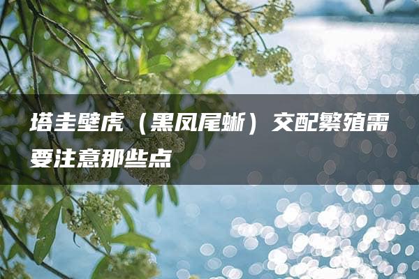 塔圭壁虎（黑凤尾蜥）交配繁殖需要注意那些点