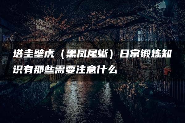 塔圭壁虎（黑凤尾蜥）日常锻炼知识有那些需要注意什么