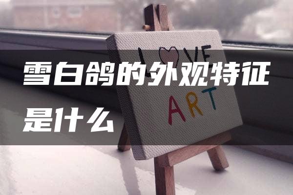 雪白鸽的外观特征是什么