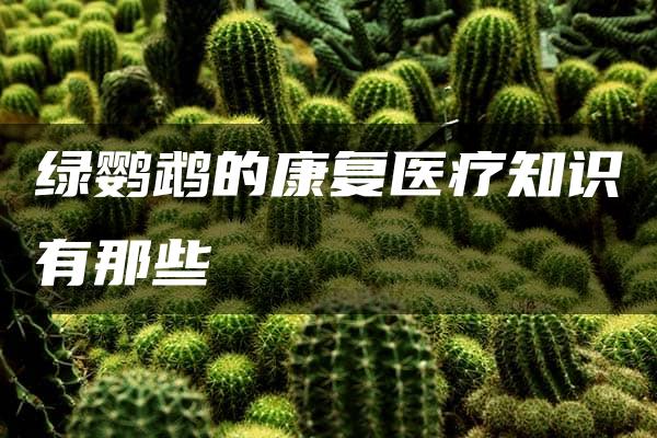 绿鹦鹉的康复医疗知识有那些