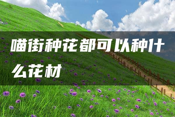 喵街种花都可以种什么花材