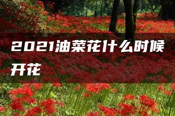 2021油菜花什么时候开花