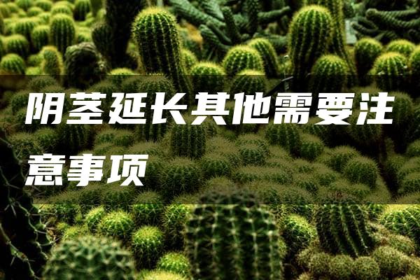 阴茎延长其他需要注意事项