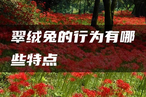 翠绒兔的行为有哪些特点