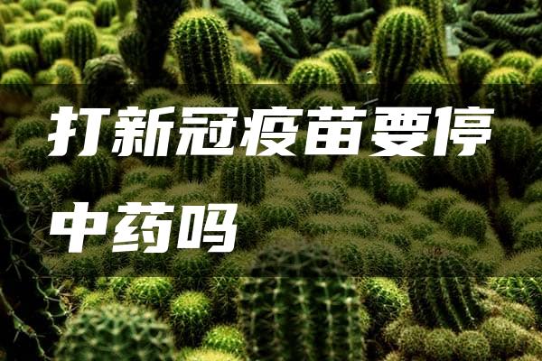 打新冠疫苗要停中药吗