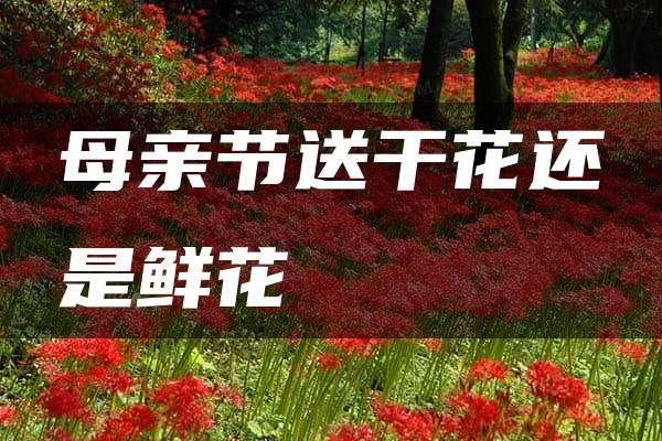 母亲节送干花还是鲜花