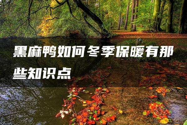 黑麻鸭如何冬季保暖有那些知识点