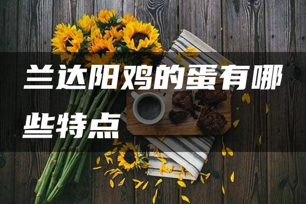 兰达阳鸡的蛋有哪些特点