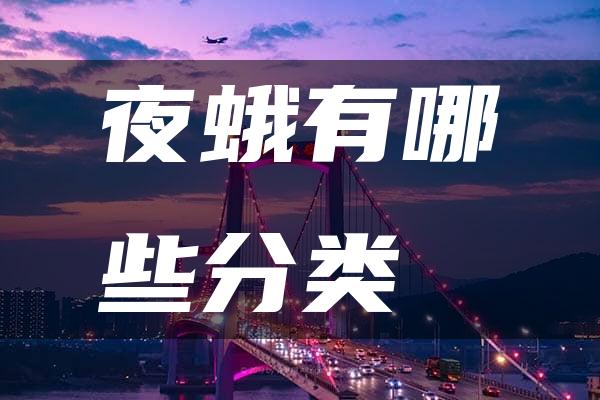 夜蛾有哪些分类