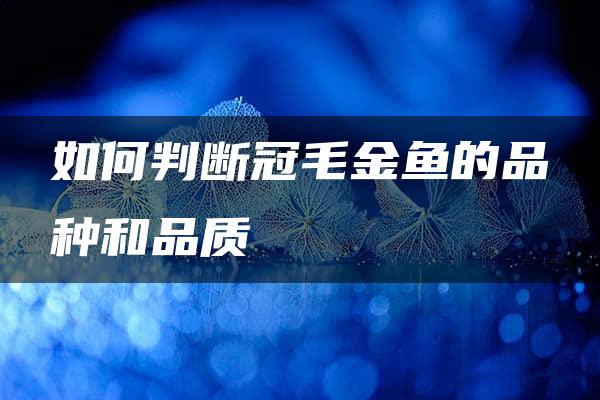 如何判断冠毛金鱼的品种和品质