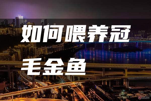 如何喂养冠毛金鱼