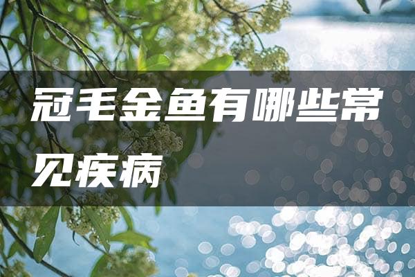 冠毛金鱼有哪些常见疾病