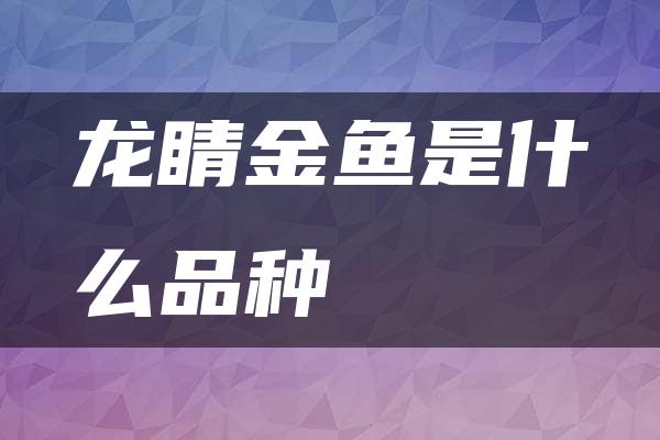 龙睛金鱼是什么品种