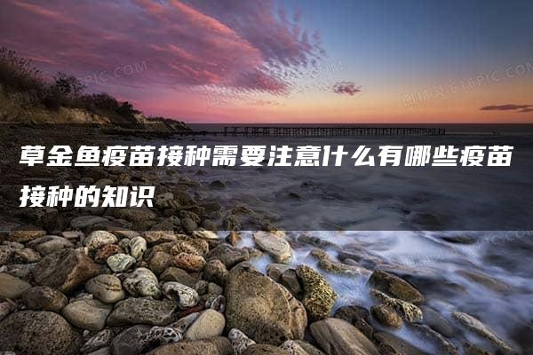 草金鱼疫苗接种需要注意什么有哪些疫苗接种的知识