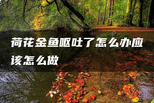 荷花金鱼呕吐了怎么办应该怎么做