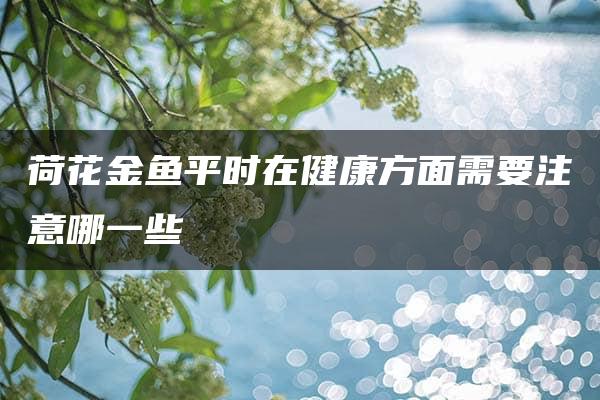 荷花金鱼平时在健康方面需要注意哪一些