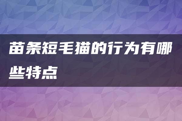 苗条短毛猫的行为有哪些特点