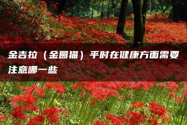 金吉拉（金圆猫）平时在健康方面需要注意哪一些