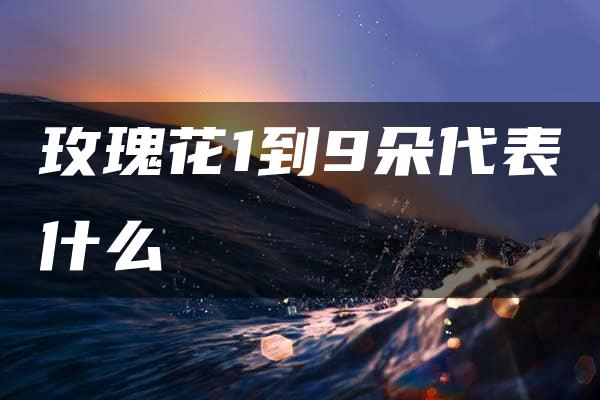 玫瑰花1到9朵代表什么