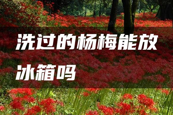 洗过的杨梅能放冰箱吗