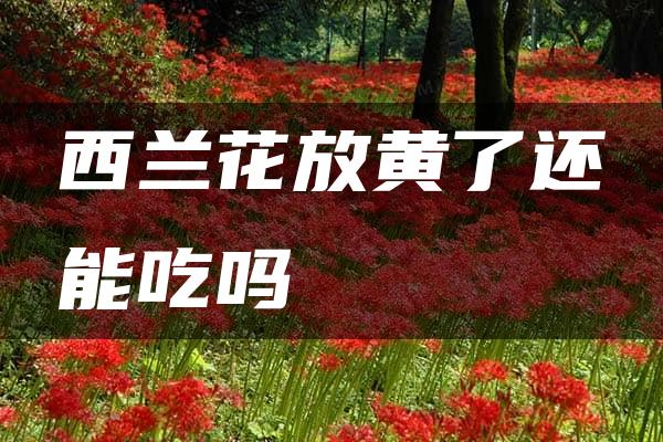 西兰花放黄了还能吃吗