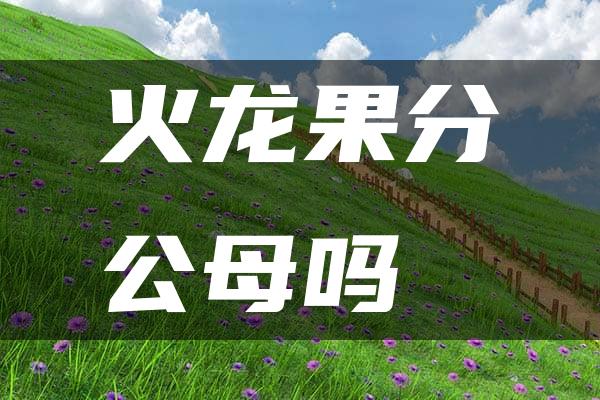 火龙果分公母吗