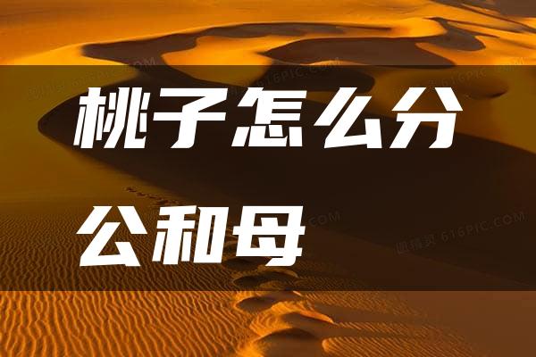 桃子怎么分公和母